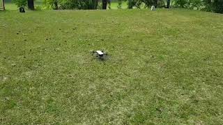 Problema para levantar vôo com DJI Spark [upl. by Fleta167]