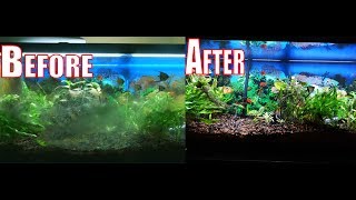 How to get rid of all types of algae in SECONDS in your aquarium [upl. by Emmuela]