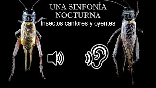 ENTOMOLOGÍA  Una Sinfonía Nocturna  El cómo los insectos cantan y escuchan [upl. by Yregerg]