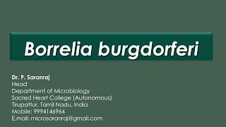 Borrelia burgdorferi [upl. by Hairem346]