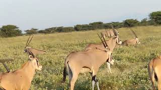 quot4K Kenyan Adventures Safaris Wildlife and Cultural Wondersquot [upl. by Ahsatin]