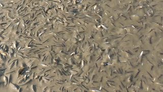 Hand Fishing Videos  Lot Of Fish Catching by Hand From Mud Water [upl. by Hyacinthie]