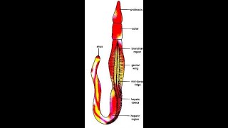 balanoglossus structure and affinities [upl. by Shum135]