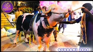 LIVE UNLOADING 💥BHAIYA JEE HOME QURBANI 🌴NOOR E AZAL🏆PATHAN 💫LAAL BADSHAH 🧨CHOTA NAWAB💥OREO 🖤BHOLU [upl. by Eivets]