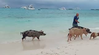 Pigs Swimming In Bahamas unedited [upl. by Anoek]