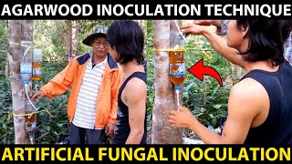 AGARWOOD INOCULATION TECHNIQUE  Agarwood Artificial Fungal Inoculation Method  Fungal Treatment [upl. by Llabmik286]