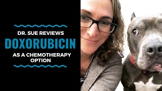 Cancer Vet Reviews A Chemo Treatment Option Doxorubicin Vlog 101 [upl. by Lonne]