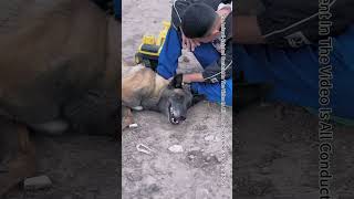 In Critical Moments Emergency Rescue Dog Save PeopleShorts [upl. by Aniretake221]