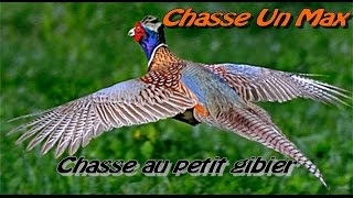 Chasse au petit gibier  tir de perdrix et faisans 20142015 [upl. by Nauq]