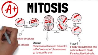 MITOSIS  Biology GCSE and iGCSE Exam Revision [upl. by Nomit]