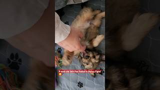 9 week old Shih Poo Fooled By Owner During Battle adorable puppy cuteanimal pets shihpoo [upl. by Amena54]