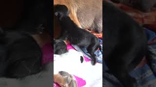 small dogs small puppy shorts shortsvideo viralvideo trendingvideo dogs ep 6124 [upl. by Tija119]