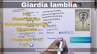 Giardia lamblia ll biology ll [upl. by Hallam827]