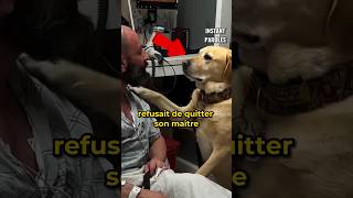 Ce chien reste au chevet de son maître durant toute la durée de son séjour à l’hôpital [upl. by Yesoj719]