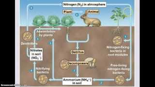 Ecology  Biogeochemical Cycles [upl. by Nagah]