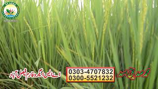 New paddy variety 1985 PUSA AT BOOTING STAGE ricewaterfertilizer agriculture basmatirice farming [upl. by Shiri]