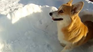 Corgi Snow Tunnel 3 [upl. by Annaihs]