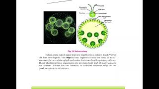 Volvox  9th Class Biology  Chapter 1Lecture 12 In Sindhi [upl. by Cobbie687]