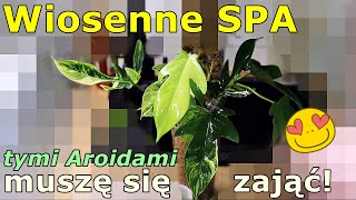 💚 Relaks dla Twoich roślin  prawdziwe wiosenne spa 💚 Zobacz jak zadbać o swoje rośliny wiosną 💚💚💚 [upl. by Goldenberg]