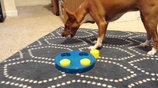 Basenji Plays with Puzzle [upl. by Niwri662]