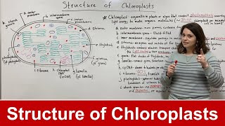 Structure of Chloroplasts [upl. by Simmie]