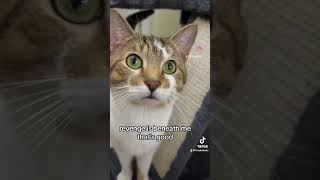 Revenge pushing someone down the stairs by accident it funnycatvids cat catsofyoutube catshorts [upl. by Camel]