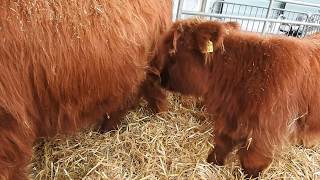 ハイランド牛の赤ちゃん Highland Cattlebaby 2016 0923 [upl. by Inaflahk]