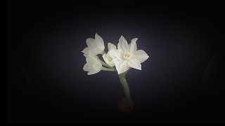 Paperwhites Timelapse [upl. by Hayward]