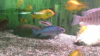 Ophthalmotilapia ventralis Orange Cap Kantalamba Wild [upl. by Odlabso]