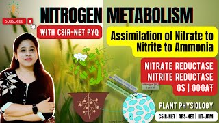 Nitrogen Metabolism  Nitrate and Ammonium Assimilation in Plants  CSIR NET  Nitrogen Assimilation [upl. by Northrop]