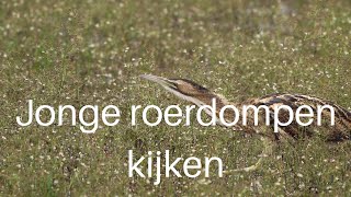 Jonge roerdomp kijken  Young Eurasian bittern 424 [upl. by Libbey]