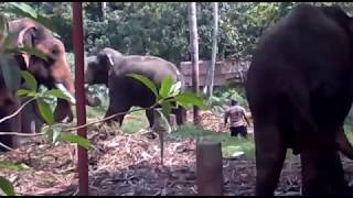 ELEPHANT FIGHTPUTHENKULAM MAHADEVAN VS PUTHENKULAM ANANTHA PADMANABHAN [upl. by Enecnarf]