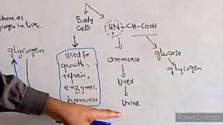 Absorption and Assimilation of Digested Food [upl. by Solracesoj]