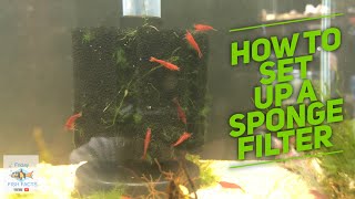 How to set up a SPONGE FILTER [upl. by Acinet575]