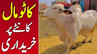 Katto Maal ❤️‍🔥 Kanty Pr khareedari 💥 Multan Cow Mandi Latest Updates 🔥 Universal Topics [upl. by Chura]