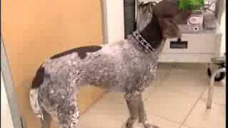 Breed All About It  German Shorthaired Pointer [upl. by Krystal]