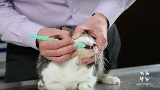 How to Brush Your Cats Teeth  Vet Tutorial [upl. by Spieler]