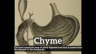 How Does Chyme Look  How to Say Chyme in English  What is Chyme [upl. by Nalepka]