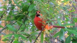 Northern Cardinal Calling  4 different calls [upl. by Joo266]