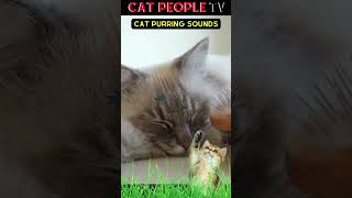 CAT TV 😻 Cat Purring Sounds To Attract Cats [upl. by Akenn748]