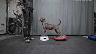 Staffordshire Bull Terrier  body training [upl. by Ahsimin]