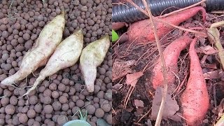 Aquaponic sweet potato harvest with some bonus soil taters [upl. by Carlisle]