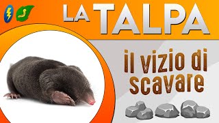 La Talpa il vizio di scavare ⚡ [upl. by Inahet]