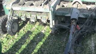 2011 Sugar Beet Harvest Stoutenburg Farmswmv [upl. by Harley]