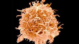 Différenciation des lymphocytes B [upl. by Hubbard541]