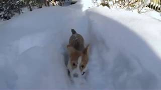 Corgi Snowplow [upl. by Still]