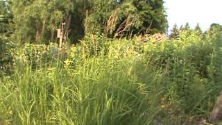 Minnesota Native Plant  Blue Joint Grass Calamagrostis Canadensis [upl. by Attelrak110]