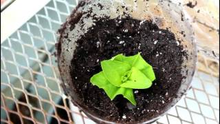 Pinching  Propagating Zinnias from Cuttings Cut Flower Farm Gardening Garden How DIY Homestead [upl. by Silloc993]