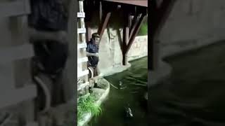 Watch a guy fall into a gator pit shorts [upl. by Gastineau]