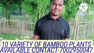 10 VARIETY OF BAMBOO PLANTION IN THIS VIDEO [upl. by Ebeneser]